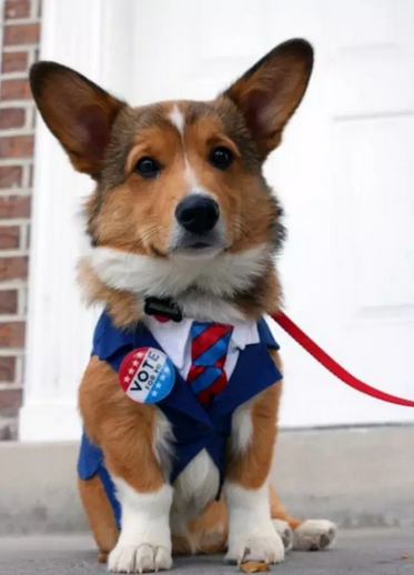 希拉里和特朗普二选一?我选择投给我家狗