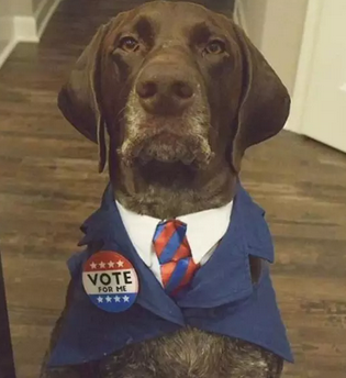 希拉里和特朗普二选一?我选择投给我家狗