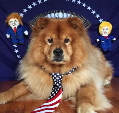 希拉里和特朗普二选一?我选择投给我家狗