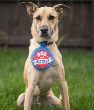 希拉里和特朗普二选一?我选择投给我家狗