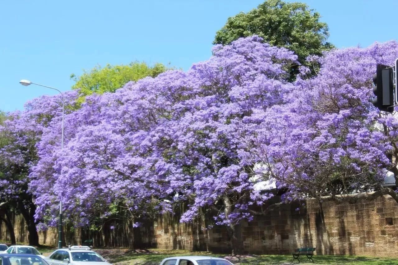 悉尼的蓝花楹美景，错过了就又要等一年了！